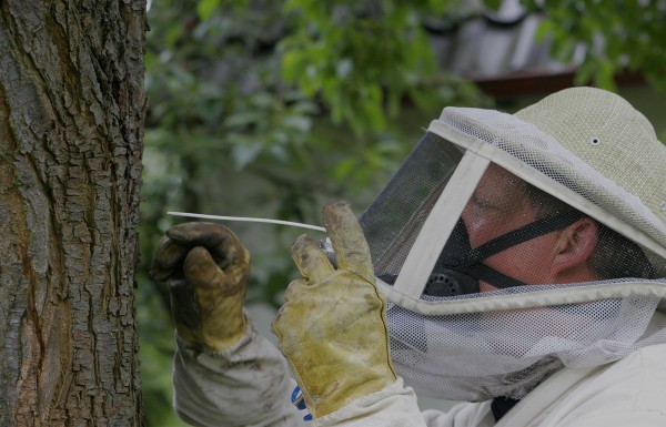 Destruction totale de nid de guêpes et frelons à domicile sous toiture avec diffusion d'insecticides à Paris
