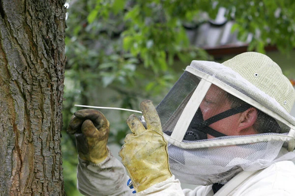 Destruction nid de guêpes dans jardin de particuliers ou sous toiture avec intervention rapide  